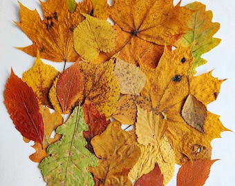 May include: A collection of dried autumn leaves in various shades of yellow, orange, and brown. The leaves are arranged in a circular pattern on a white background.