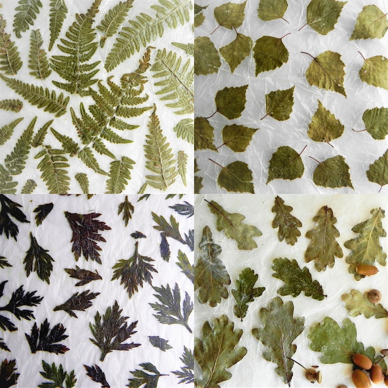 Botanical paper making tutorial DIY kit when you have your own pressed flowers and plants image 4