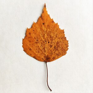 Fall Pressed Leaves. Dried Autumn Mixed Leaf. Fall decor.
