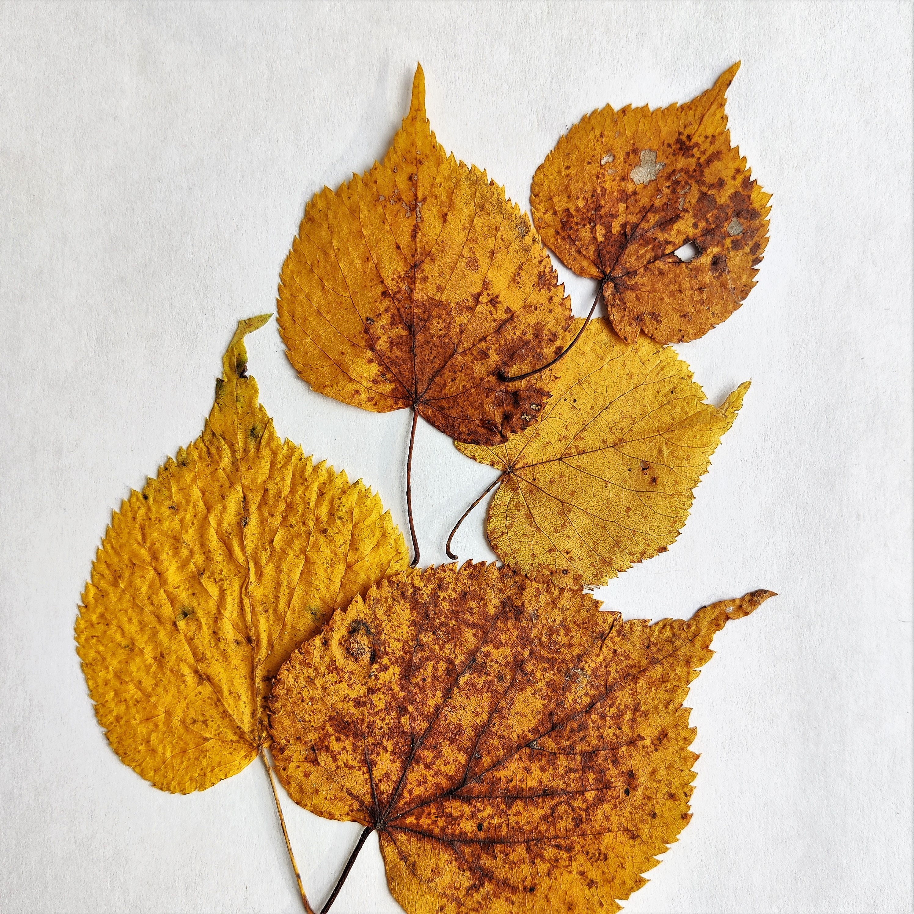 Autumn Leaves Set of 25 Dried Pressed Leaf Fall Natural Decorations - Etsy