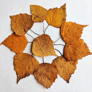 Fall Pressed Leaves. Dried Autumn Mixed Leaf. Fall decor.