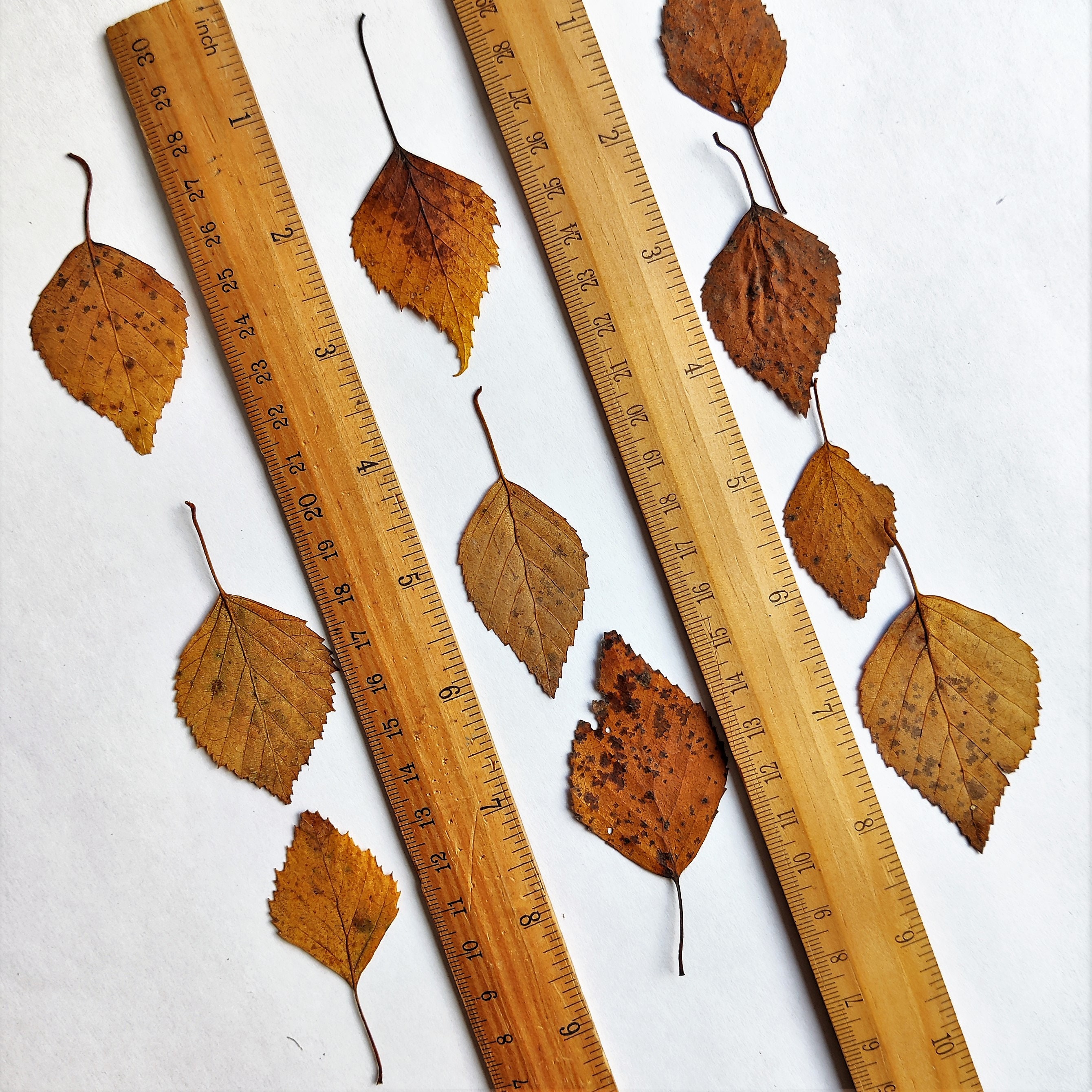 Autumn Leaves 30 Psc Dried Pressed Yellow Fall Birch Leaf Botanical ...
