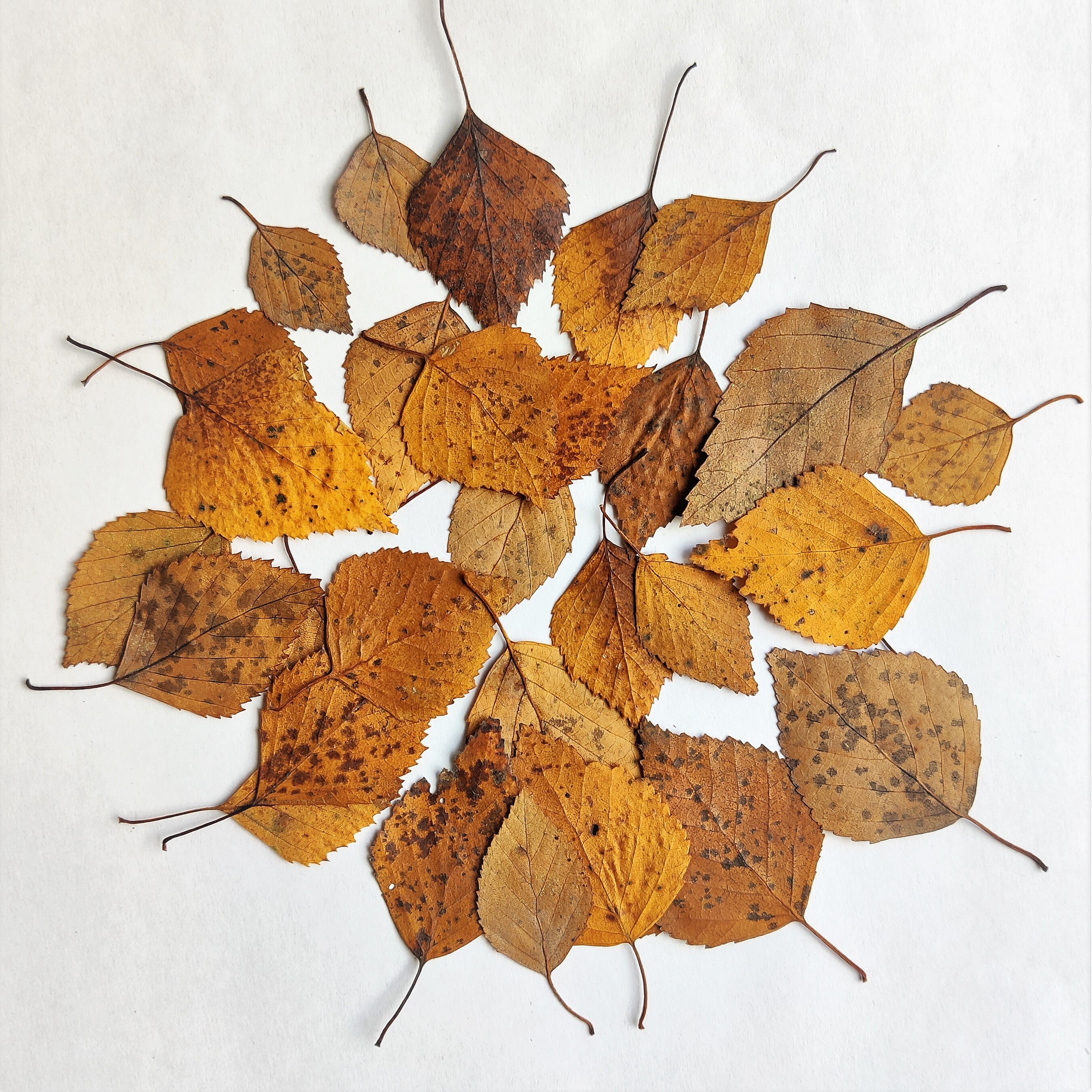 Autumn Leaves 30 Psc Dried Pressed Yellow Fall Birch Leaf Botanical ...