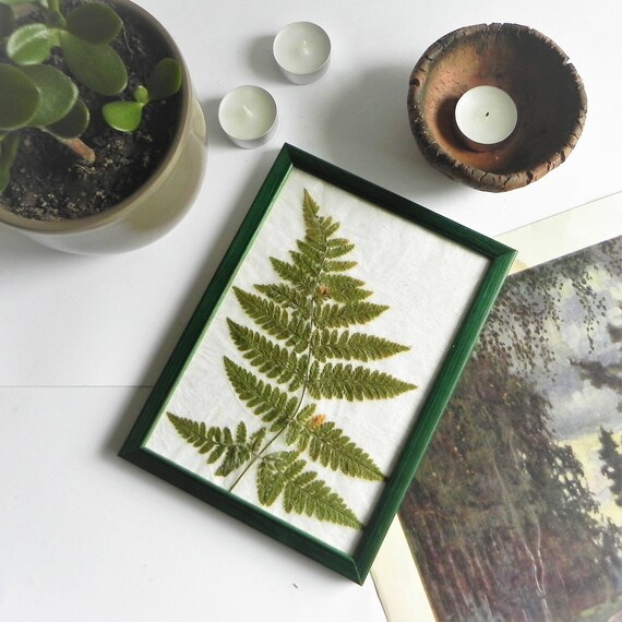 Framed plants fern art decor pressed fern art wall fern Etsy