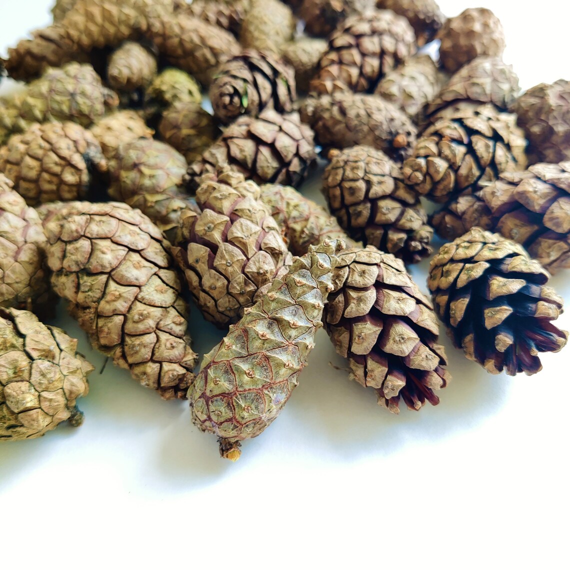 50 Pcs Natural Dried Pine Cones for DIY Decor Wreath Etsy