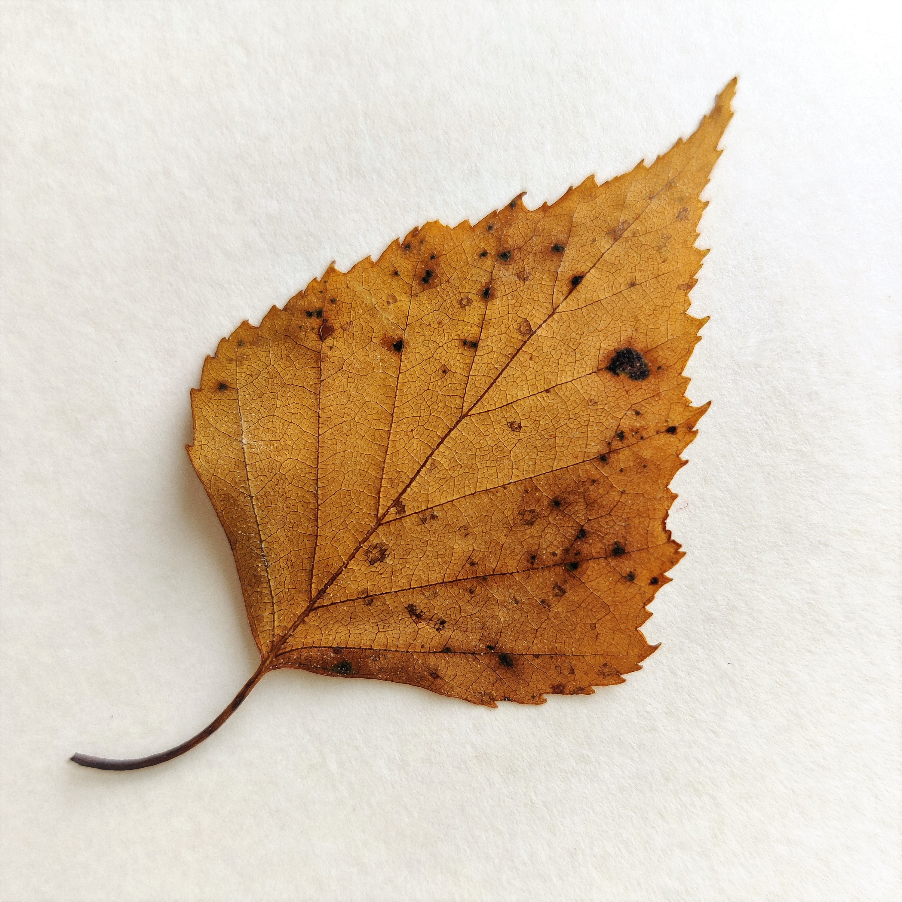 Autumn Leaves 30 Psc Dried Pressed Yellow Fall Birch Leaf Botanical ...
