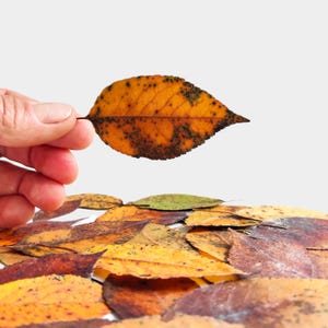 May include: A single orange leaf with dark brown spots and visible veins held up against a pile of fallen autumn leaves. The collection includes various leaves in shades of yellow, orange, brown, and green, all featuring natural textures and dark spots.