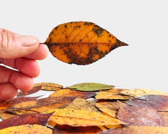 25 hojas secas de otoño reales, prensadas, hojas moteadas de colores cereza otoñales