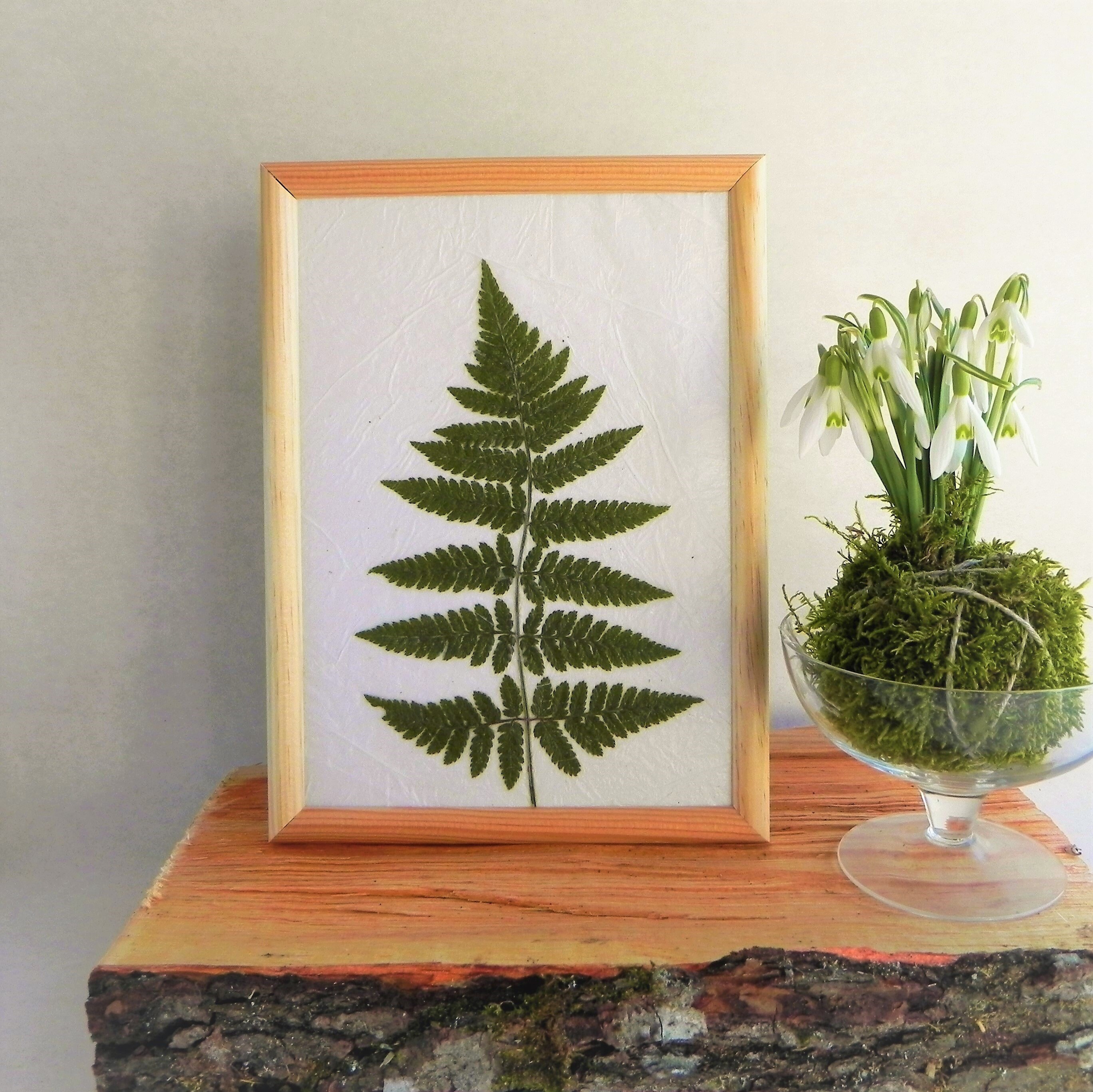 Pressed fern plant art in the frame dried fern decor modern Etsy