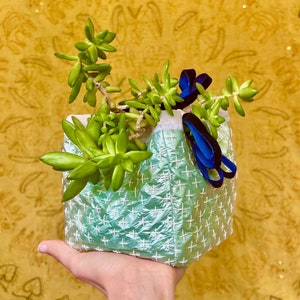 May include: A small, square, light green planter with white cross-stitch detailing, holding a vibrant green succulent plant. The planter has a white top edge and is adorned with blue and black ribbons. The background is a textured gold color.
