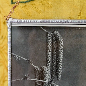 May include: A close-up of a framed black and white photograph of birch catkins hanging from a branch.