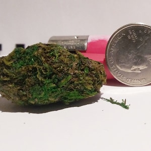 以下が含まれることがあります： 緑と茶色の植物のつぼみのクローズアップ。アメリカの25セント硬貨の隣にあります。つぼみは質感のある表面で、緑と茶色の色合いが見えます。硬貨は銀色です。