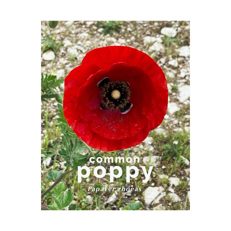 Poppy Print | Flower Poster | Flower Wall Art | Decor | Flower Photo ...