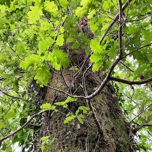 INSTANT DOWNLOAD Tree, Oak, Print, Nature, Poster, Gallery, Wall, Room, Decor, Picture, Art, Photography. High quality Photo.