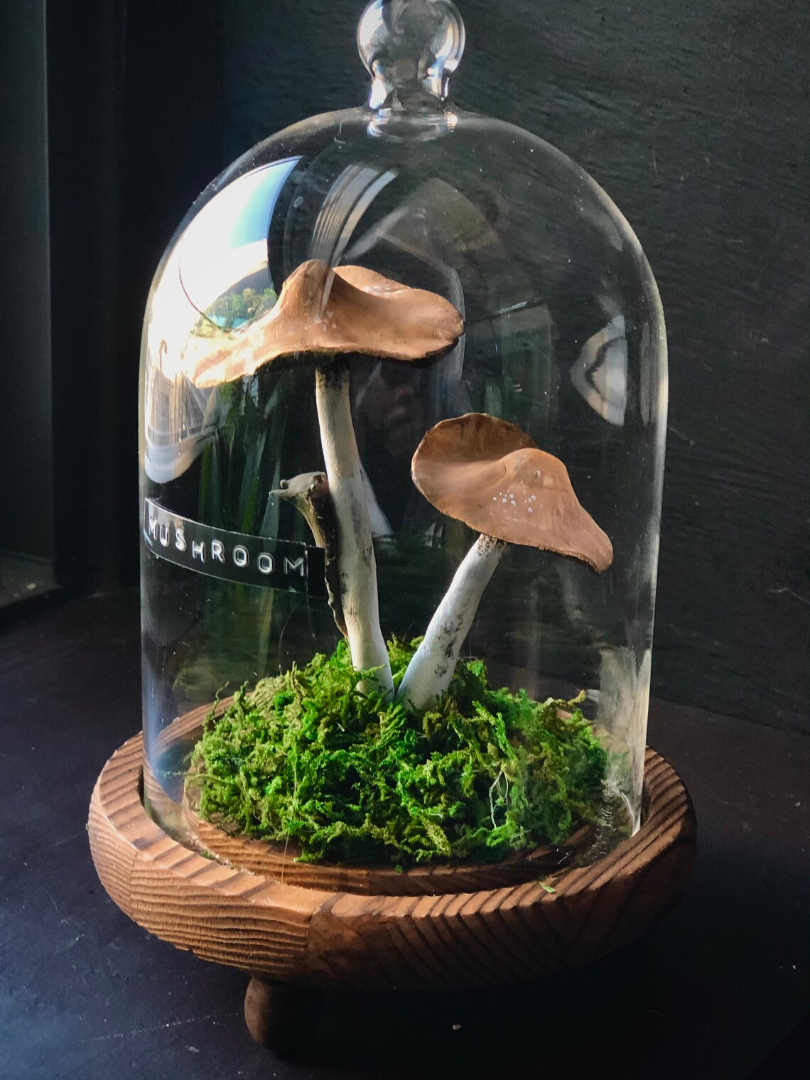 Beautiful Mushroom Cloche Faux Clay Fungi Desk Decor Etsy UK