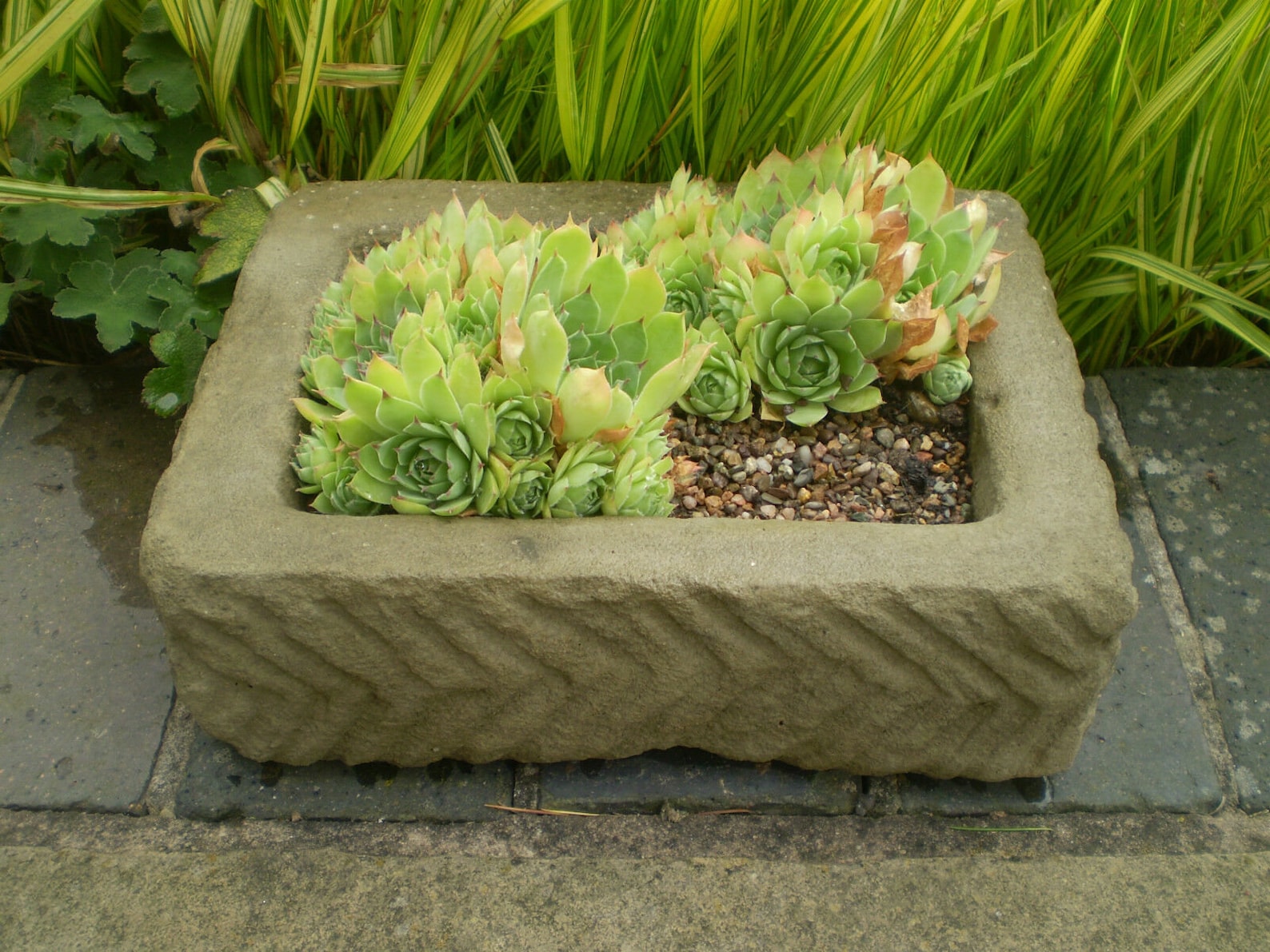 reconstituted-stone-garden-rectangular-alpine-trough-sempervivum