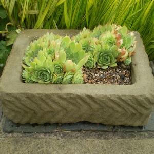 May include: A stone planter with a textured surface, filled with green succulents. The planter is sitting on a grey concrete surface.