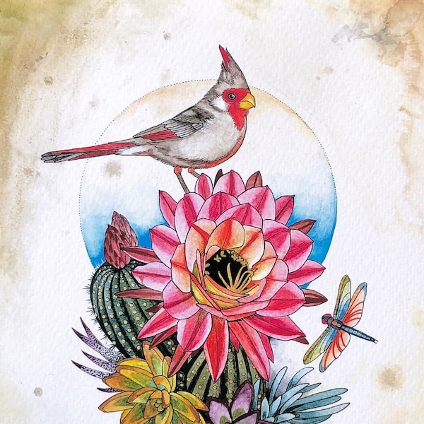 Pyrrhuloxia with cactus and succulents