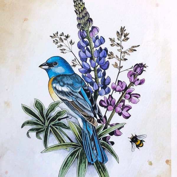 Lazuli Bunting with Lupine