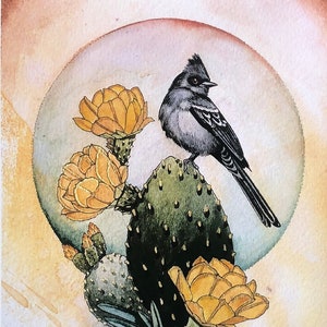 Phainopepla with prickly pear and succulents