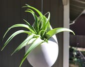 Hanging ceramic container with Air Plant, air plants, terrarium, hanging gift, gift idea, hanging air plant