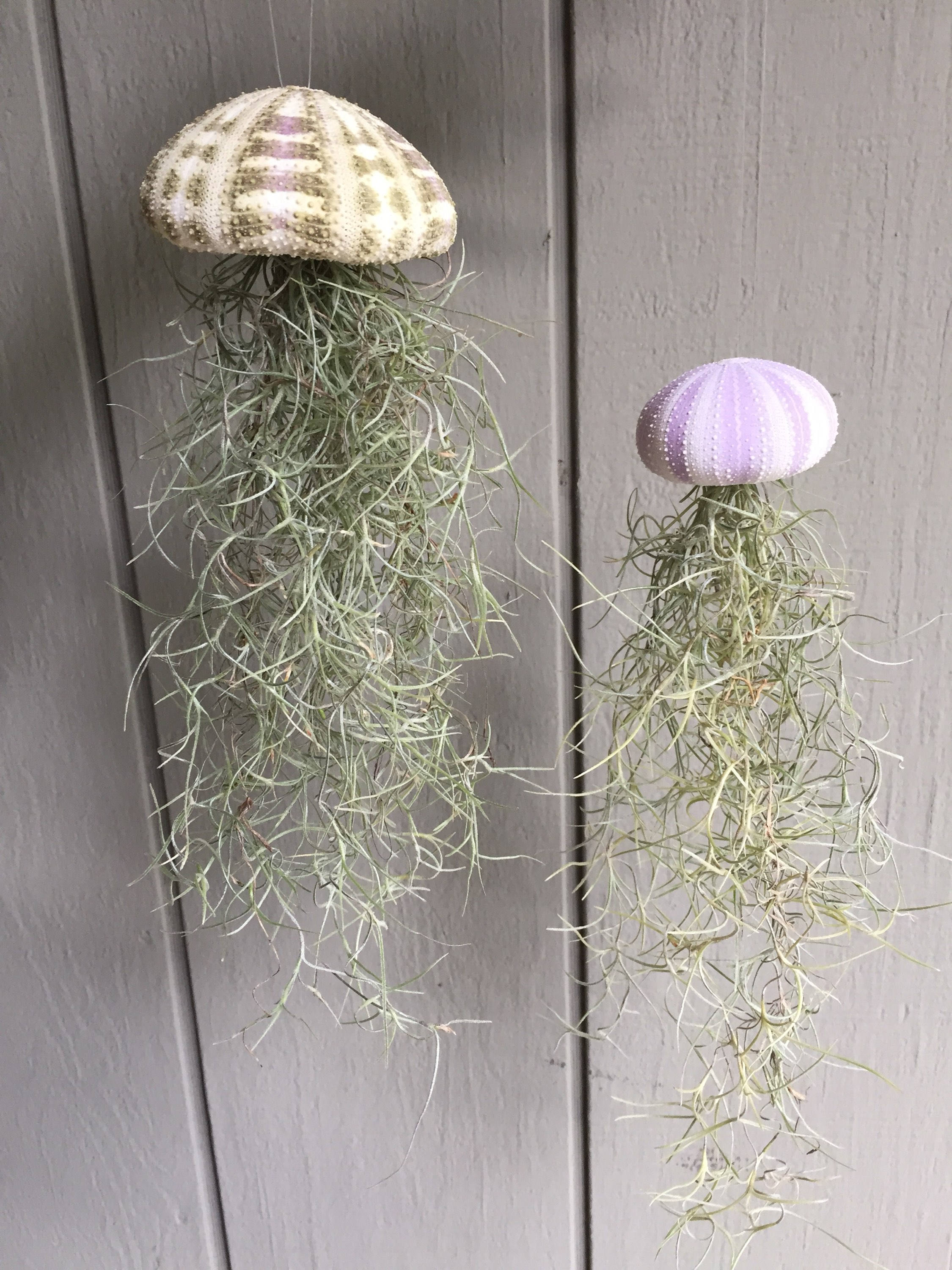 Sea urchin shell with spanish moss hanging air plant air Etsy