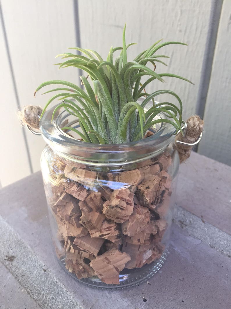 Hanging glass Terrarium with Air Plant and cork KIT to make Etsy