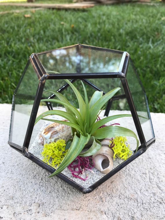 Glass Geometric hexagon Terrarium with Air Plants KIT to make Etsy