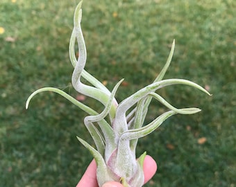 Caput Medusae air plant, 2 sizes available, single air plant, living plant, living gift