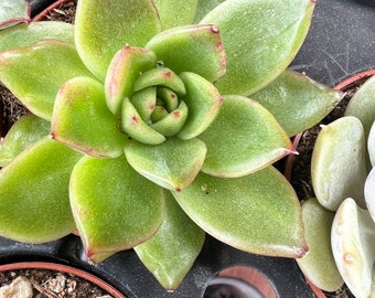 Echeveria ‘agena’, succulent in 2” pot, rare plant, succulents, living gift