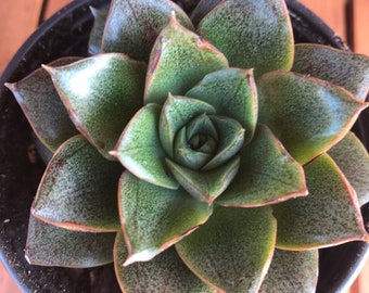 Echeveria ‘purpusorum’, rare plant, succulent in 2” pot, succulents, living gift