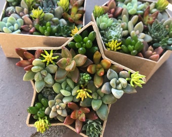 LIVE succulents in mini box, choose from star, square and hexagon, Valentine’s Day gift, holiday gift idea, living gift