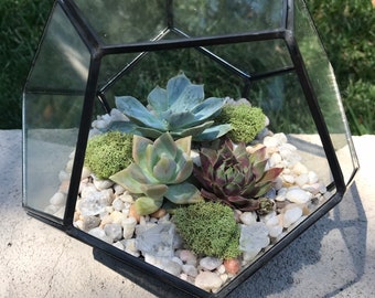 Glass hexagon Terrarium with succulents, KIT to make terrarium, DIY kit to make your own terrarium, succulents, terrarium, living gift