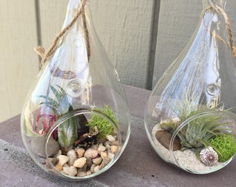 Mini Hanging Glass Terrarium with Air Plants, KIT to make terrarium, DIY kit to make your own terrarium, air plants, terrarium