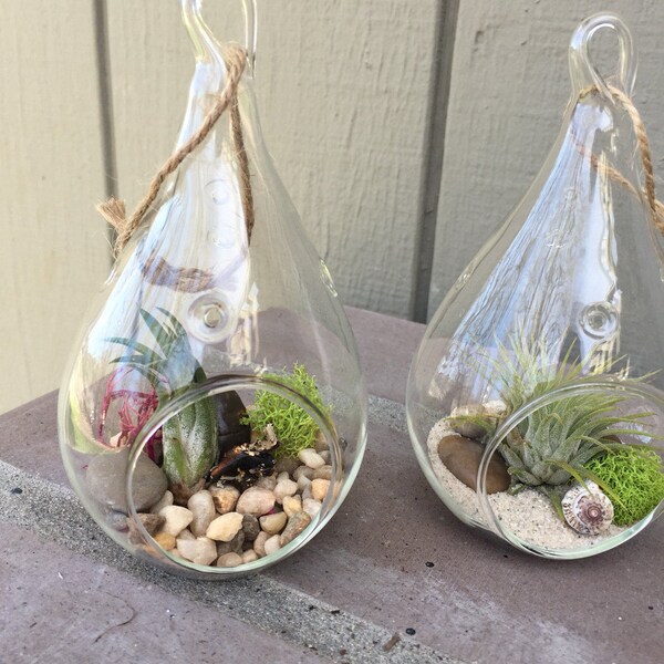 Mini Hanging Glass Terrarium with Air Plants, KIT to make terrarium, DIY kit to make your own terrarium, air plants, terrarium
