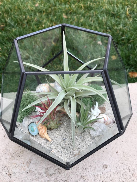 Glass Geometric hexagon Terrarium with Air Plants KIT to make Etsy