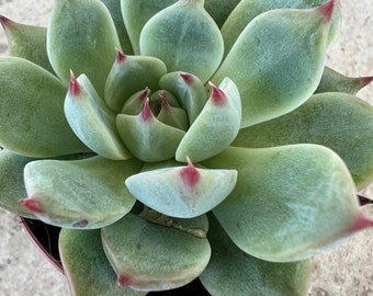 Echeveria ‘parva’, rare succulent in 2.5” pot, succulents, living gift, plant, collector’s plant