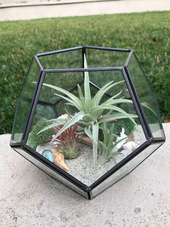Glass Geometric hexagon Terrarium with Air Plants KIT to make Etsy
