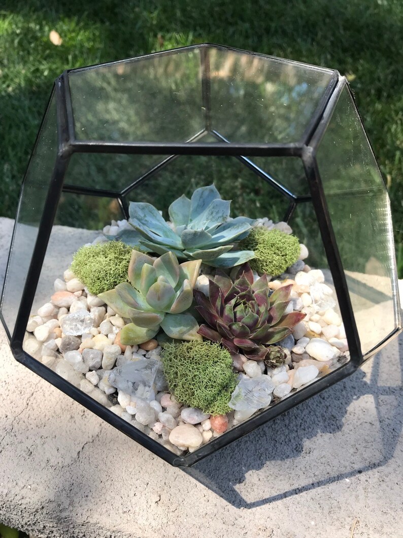 Glass Hexagon Terrarium With Succulents KIT to Make Etsy
