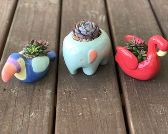 Live succulents in tropical animal ceramic planter, toucan, elephant or swan, Mother’s Day gift, living gift, plant gift, succulent gift