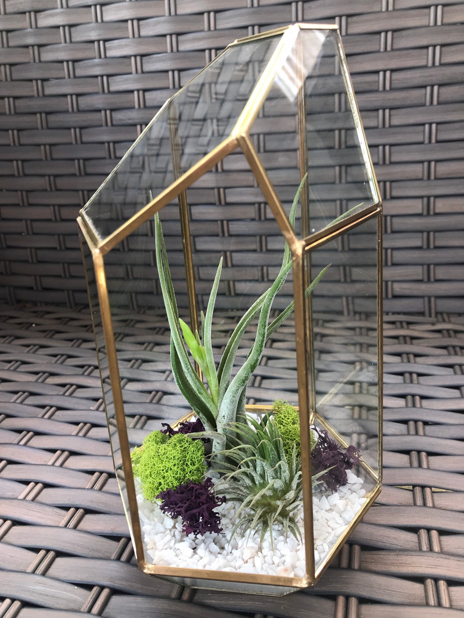 Glass Geometric Gold Terrarium with Air Plants KIT to make Etsy