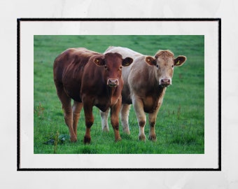 Cows Photography Print