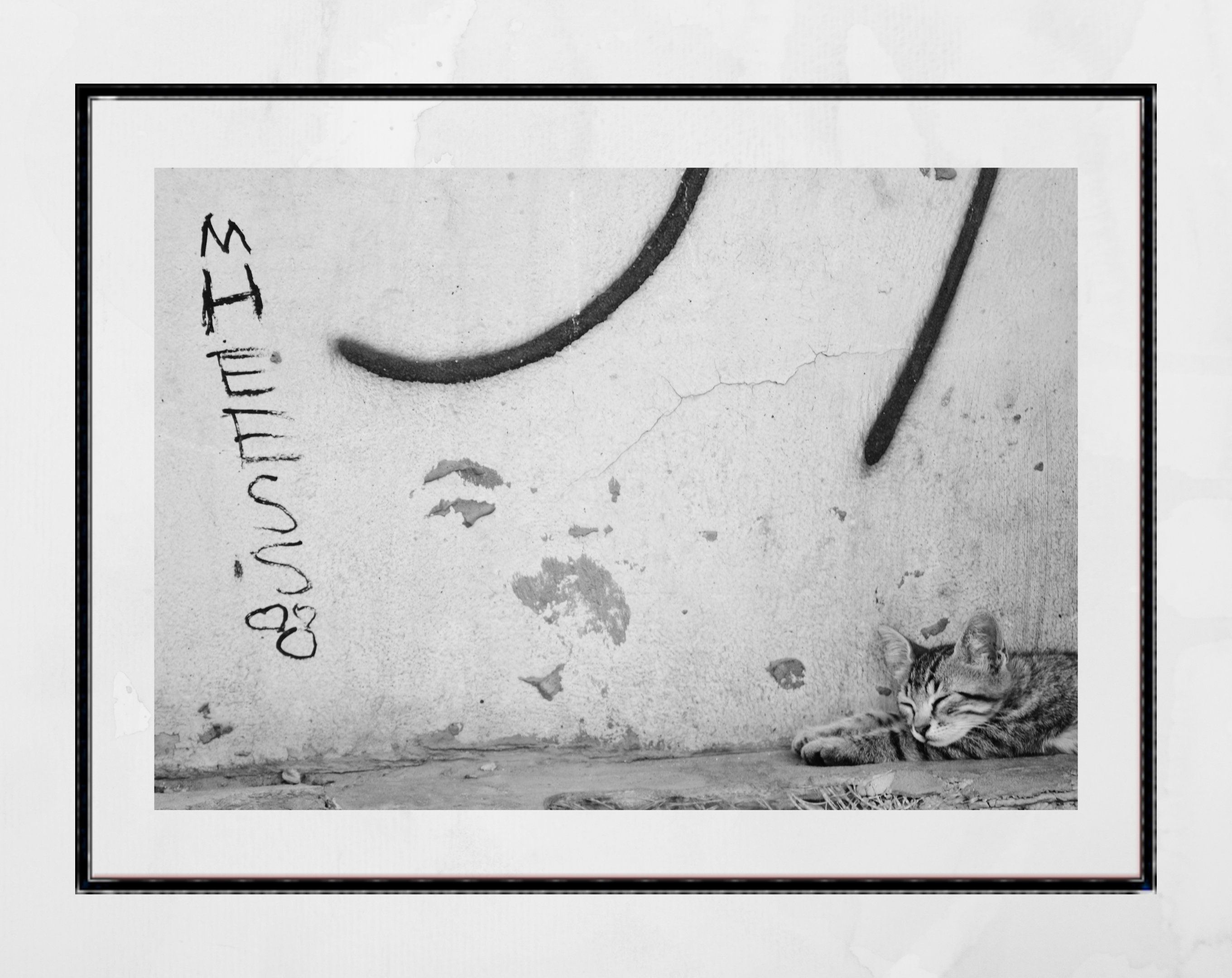 Istanbul Cat Graffiti Street Black and White Photography Print Poster ...