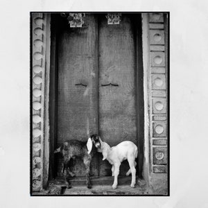 Goat Picture Black And White Varanasi India Poster image 6