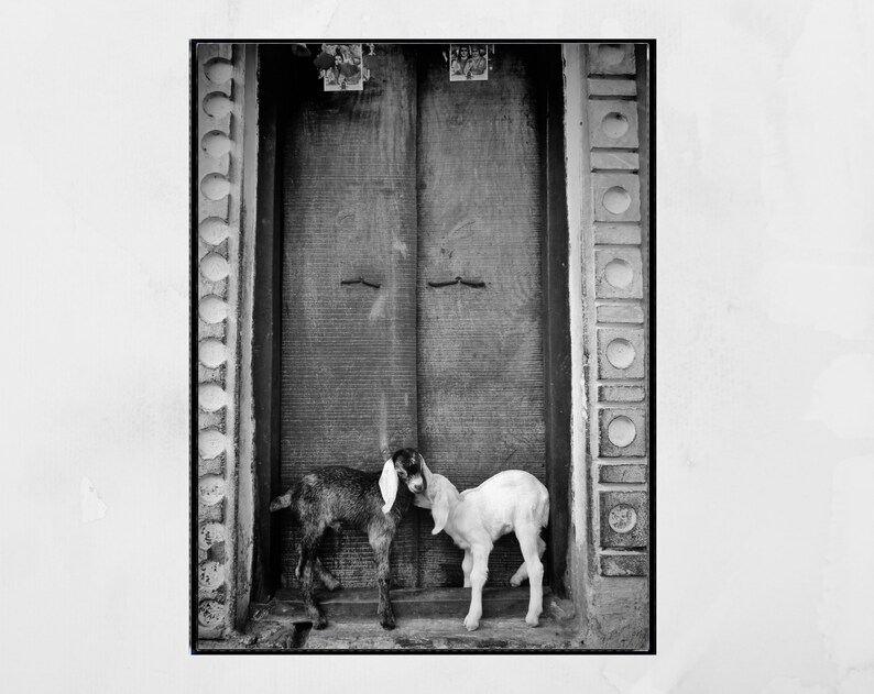 Goat Picture Black And White Varanasi India Poster image 6