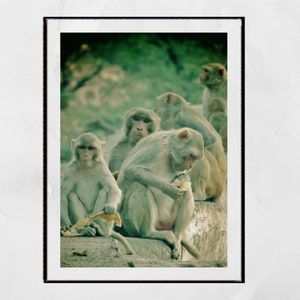 Monkey Wall Art Galtaji Temple Jaipur Photography