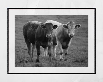 Impresión de fotografía de vacas en blanco y negro