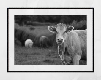 Impresión de fotografía en blanco y negro de vaca