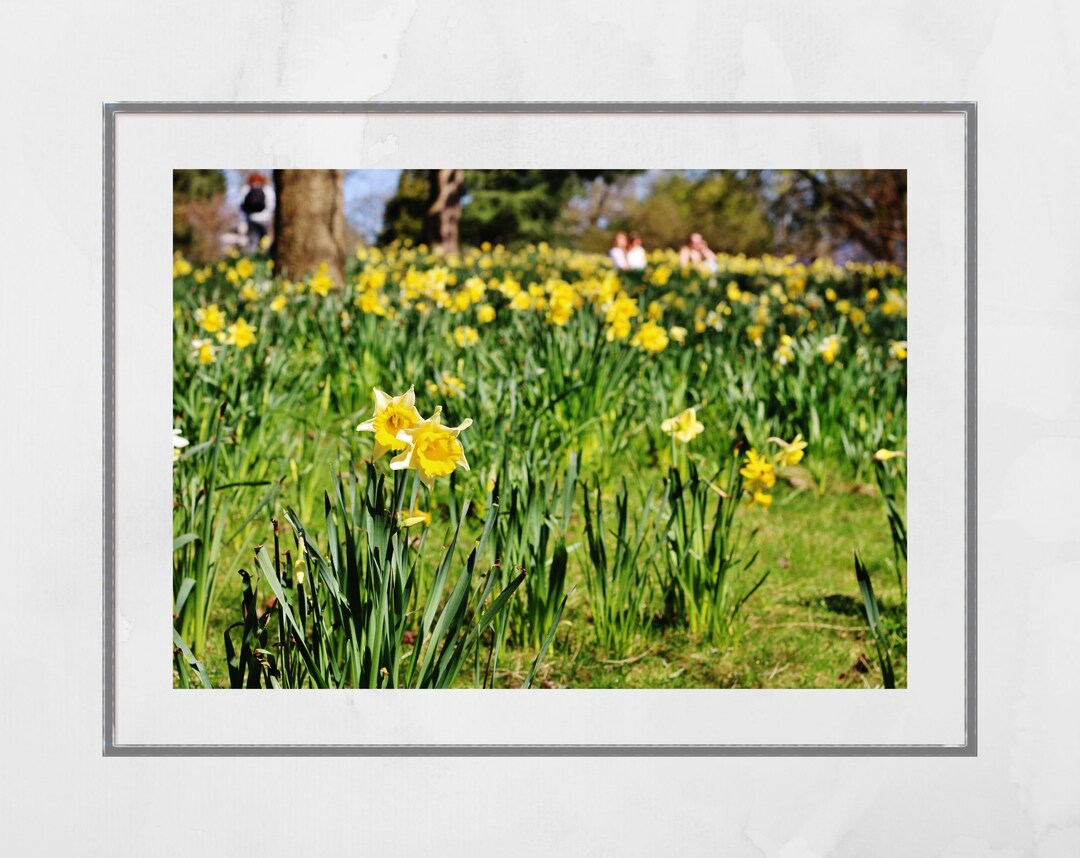 Daffodil Art Glasgow Botanic Gardens Photography Print Etsy