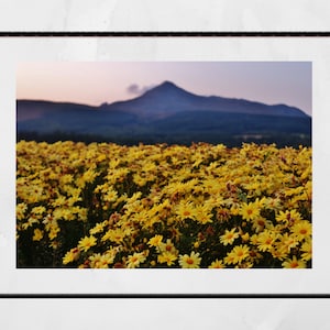 Isle of Arran Scotland Print Flowers Landscape Photography